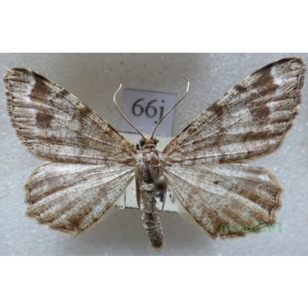 Macaria signaria (Hübner, 1809) Witalnik choiniak Czech66j